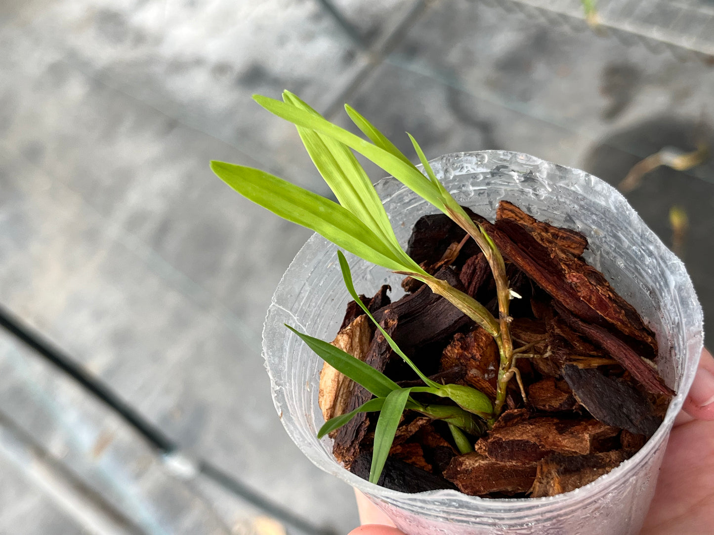 Encyclia polybulbon/ Epidendrum polybulbon 聚豆 --Fragrant, Miniature Orchid