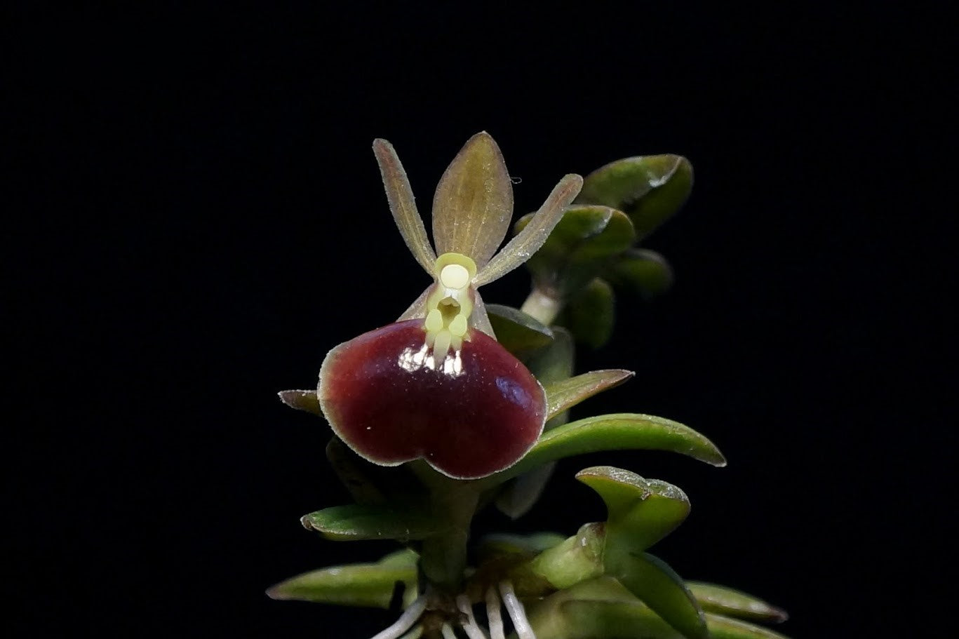 Epidendrum (Nanodes) porpax 甲蟲 --Miniature Orchid