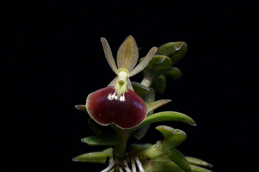 Epidendrum (Nanodes) porpax 甲蟲 --Miniature Orchid