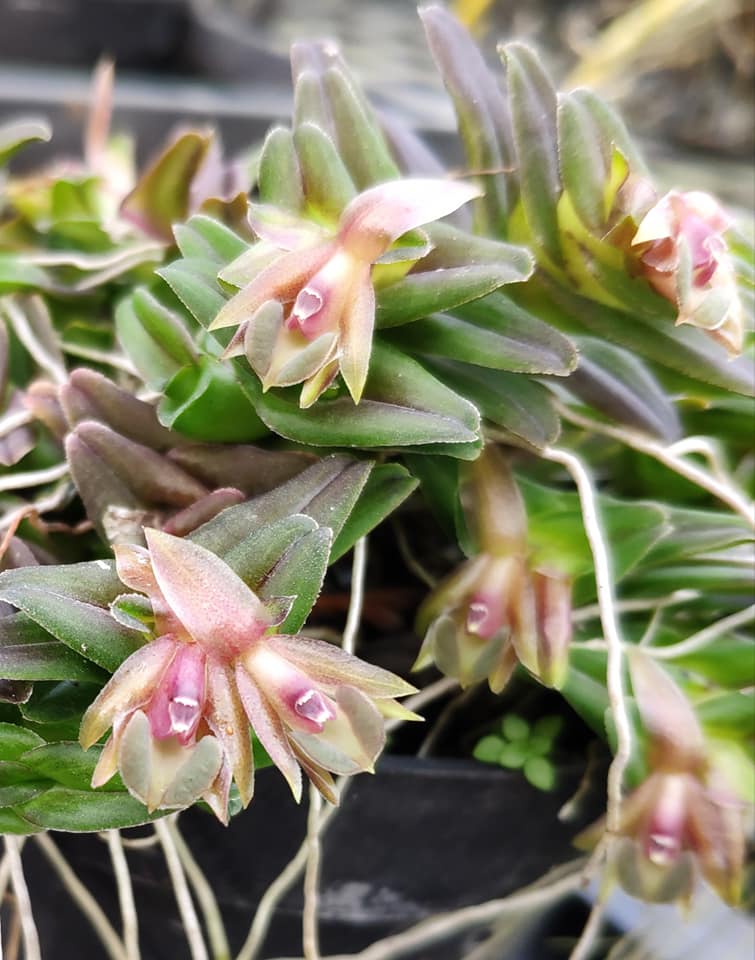 Epidendrum (Nanodes)-schizoclinandrium (schlechterianum) --Miniature Orchid