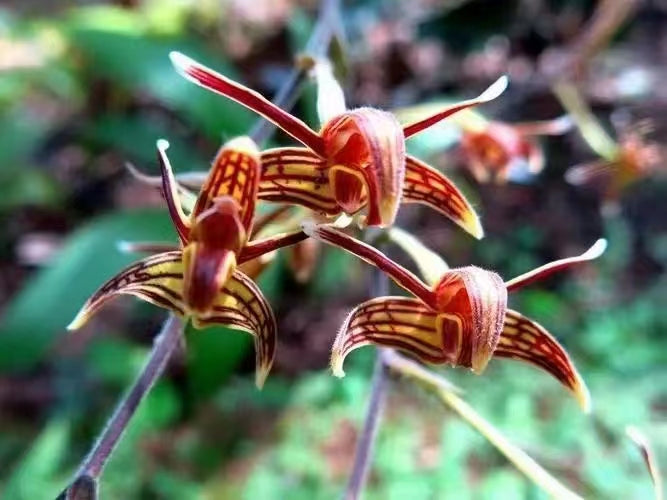 Eriodes barbata (Lindl.) Rolfe