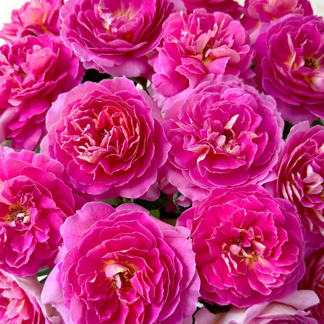 'Esprit de Paris' Shrub Rose