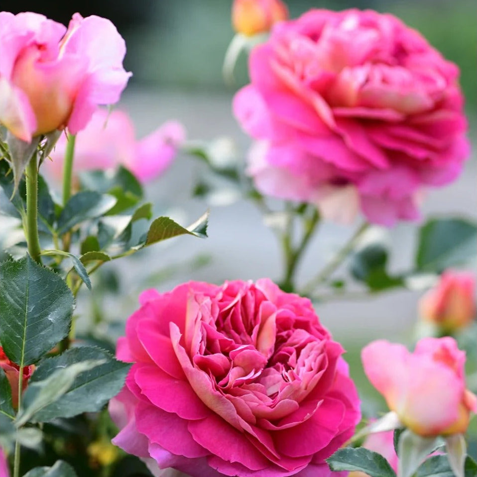 'Esprit de Paris' Shrub Rose