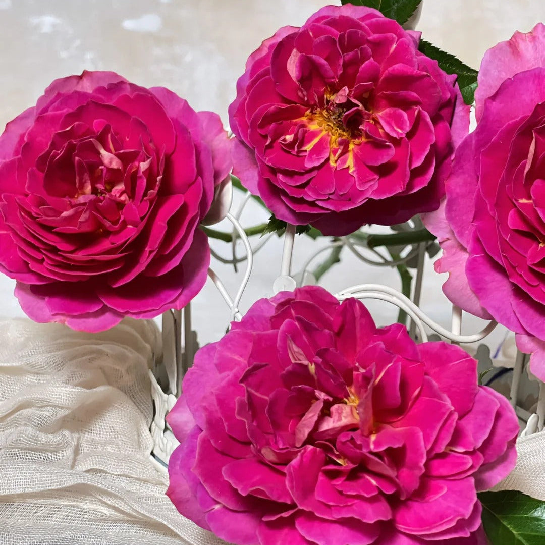 'Esprit de Paris' Shrub Rose