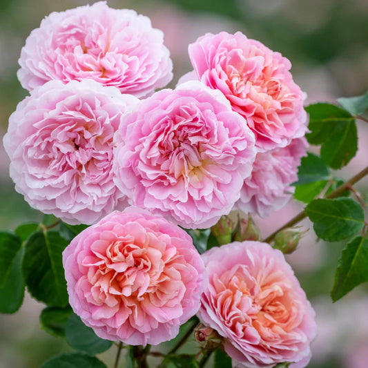 Eustacia Vye™ (Ausegdon) - English Shrub Rose Brush Live Plant, 5 gallon
