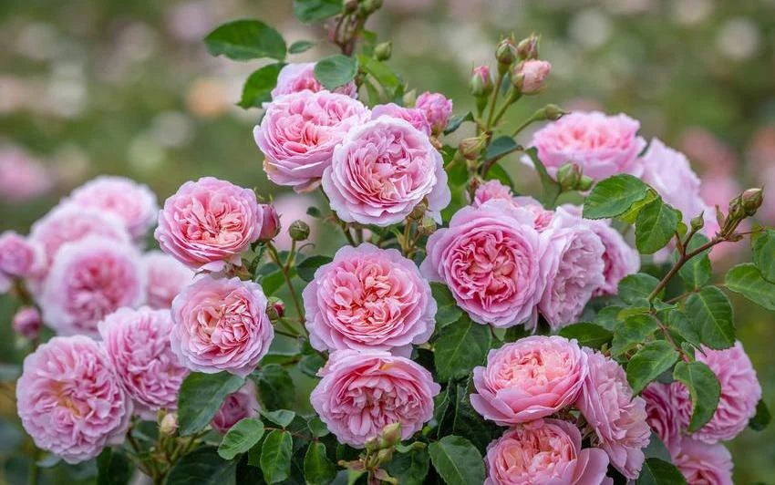 Eustacia Vye™ (Ausegdon) - English Shrub Rose Brush Live Plant, 5 gallon