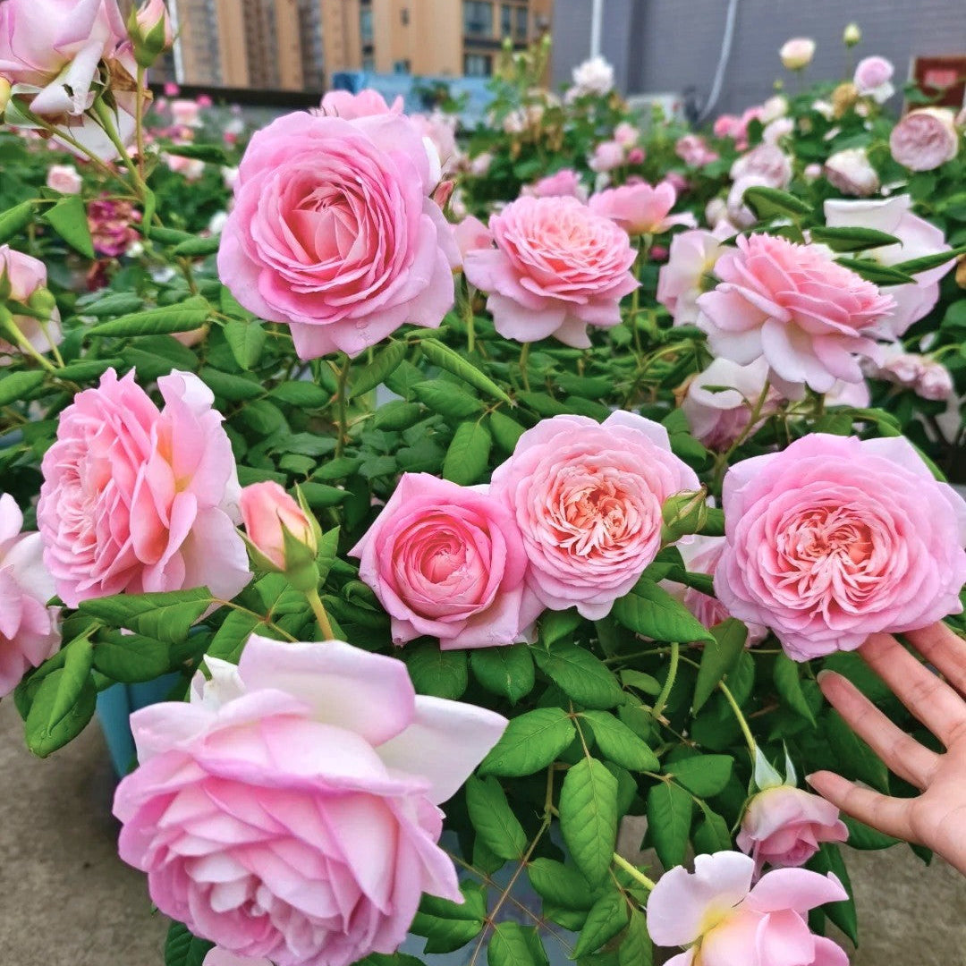 'Fendai' Shrub Rose