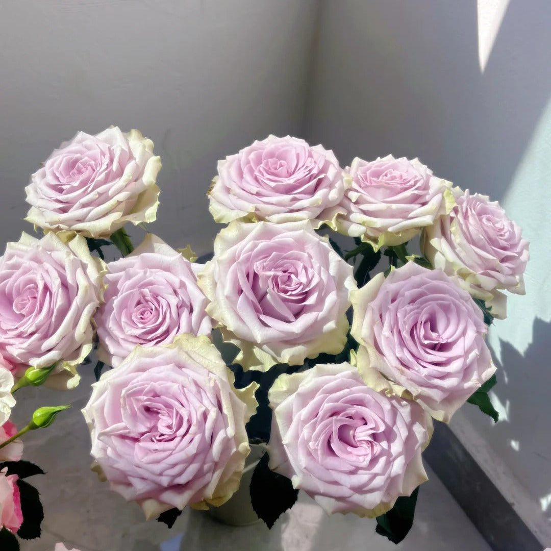 'Fifth Avenue' Shrub Rose