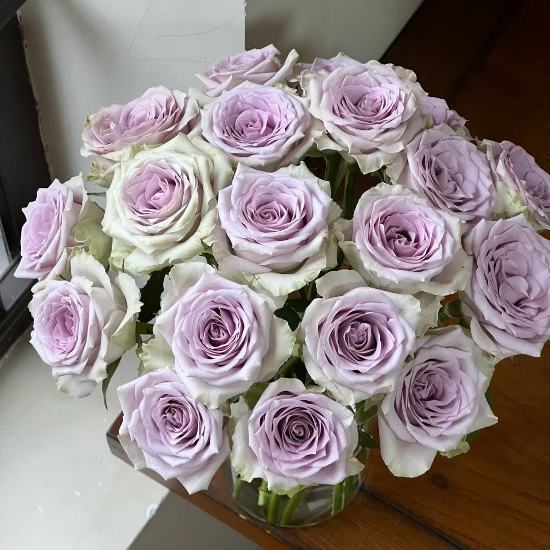 'Fifth Avenue' Shrub Rose