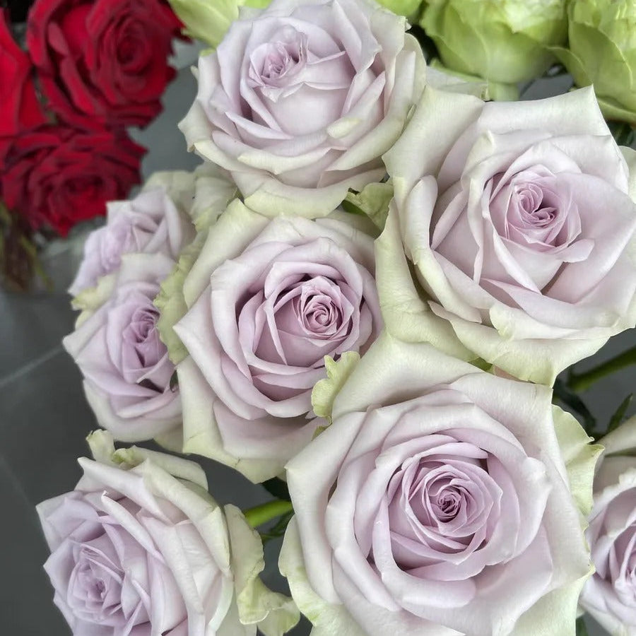 'Fifth Avenue' Shrub Rose