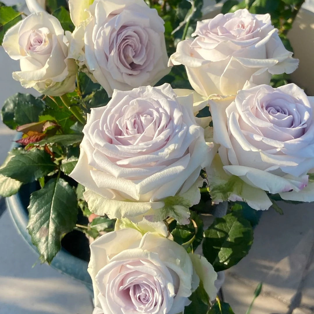 'Fifth Avenue' Shrub Rose