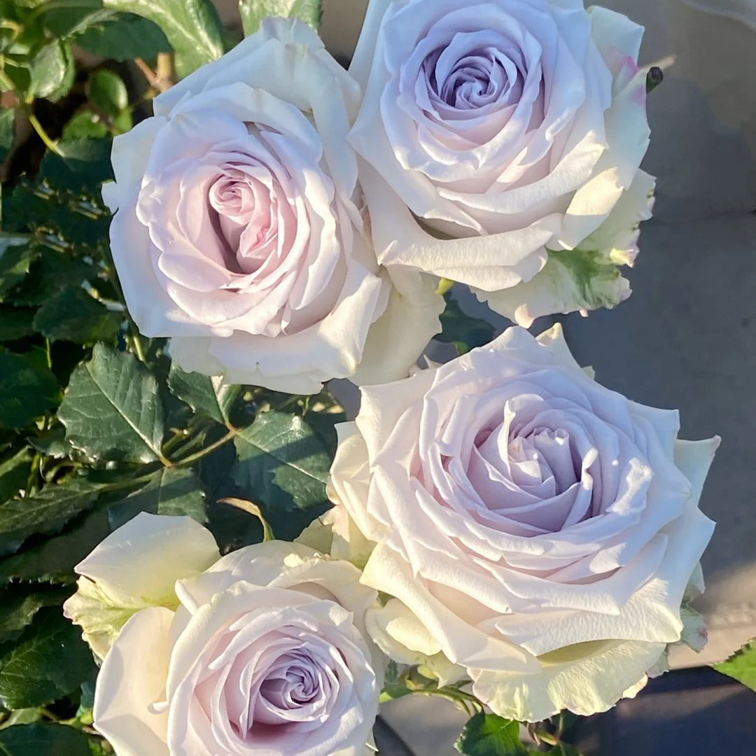 'Fifth Avenue' Shrub Rose
