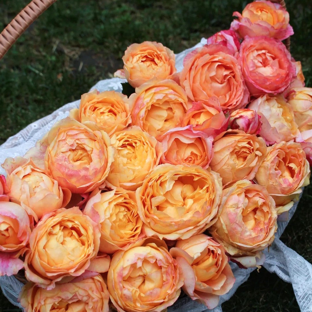 'Fire X-pression' Tree Rose 22 in