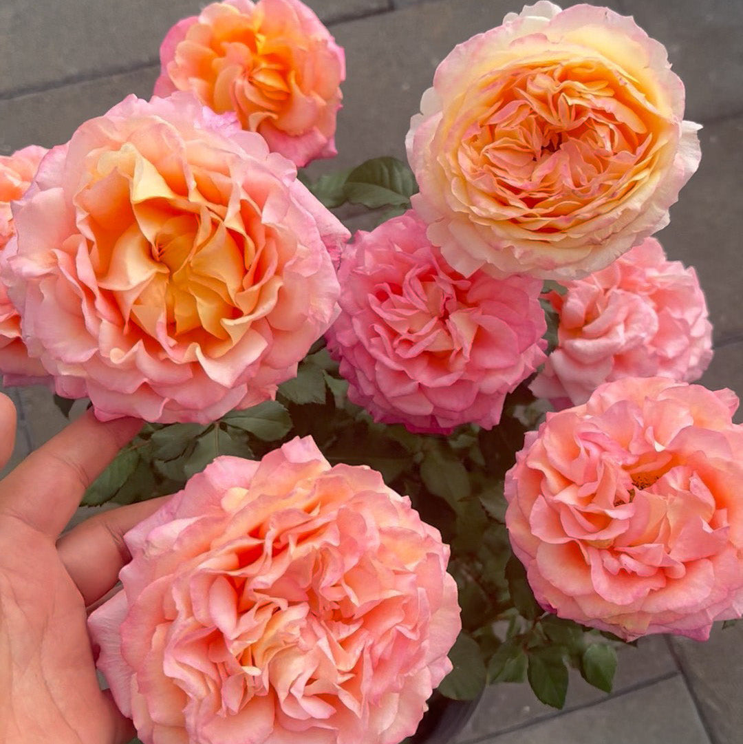 'Fire X-pression' Tree Rose 22 in
