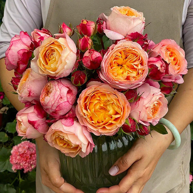 'Fire X-pression' Tree Rose 22 in
