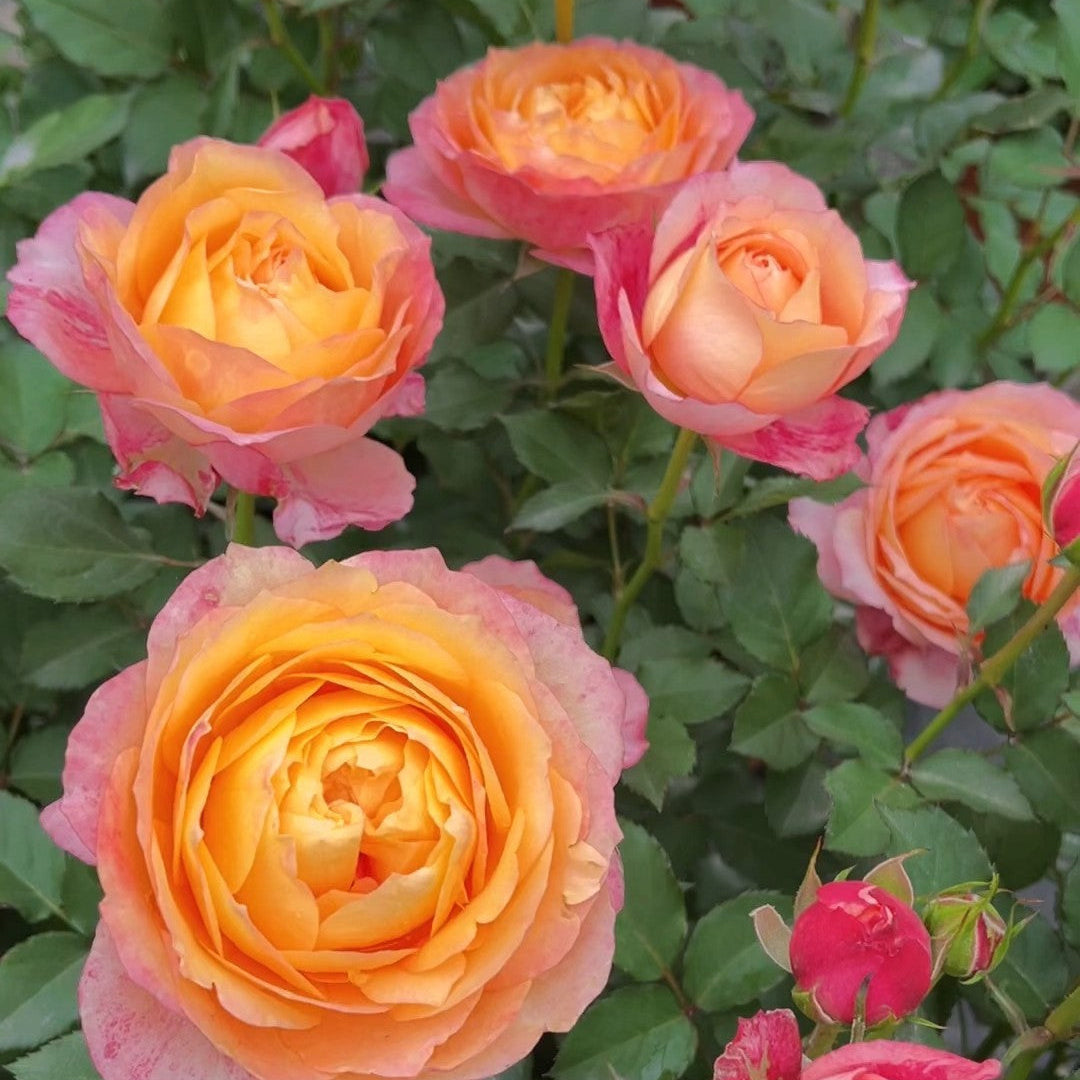 'Fire X-pression' Tree Rose 22 in