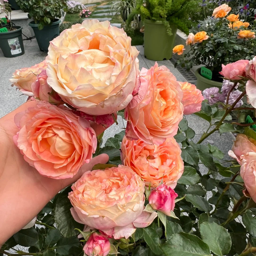 'Fire X-pression' Tree Rose 22 in