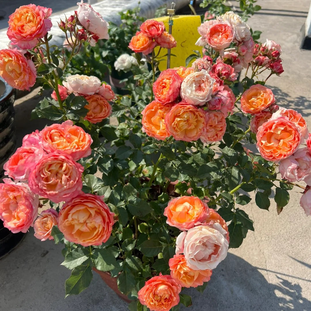 'Fire X-pression' Tree Rose 22 in