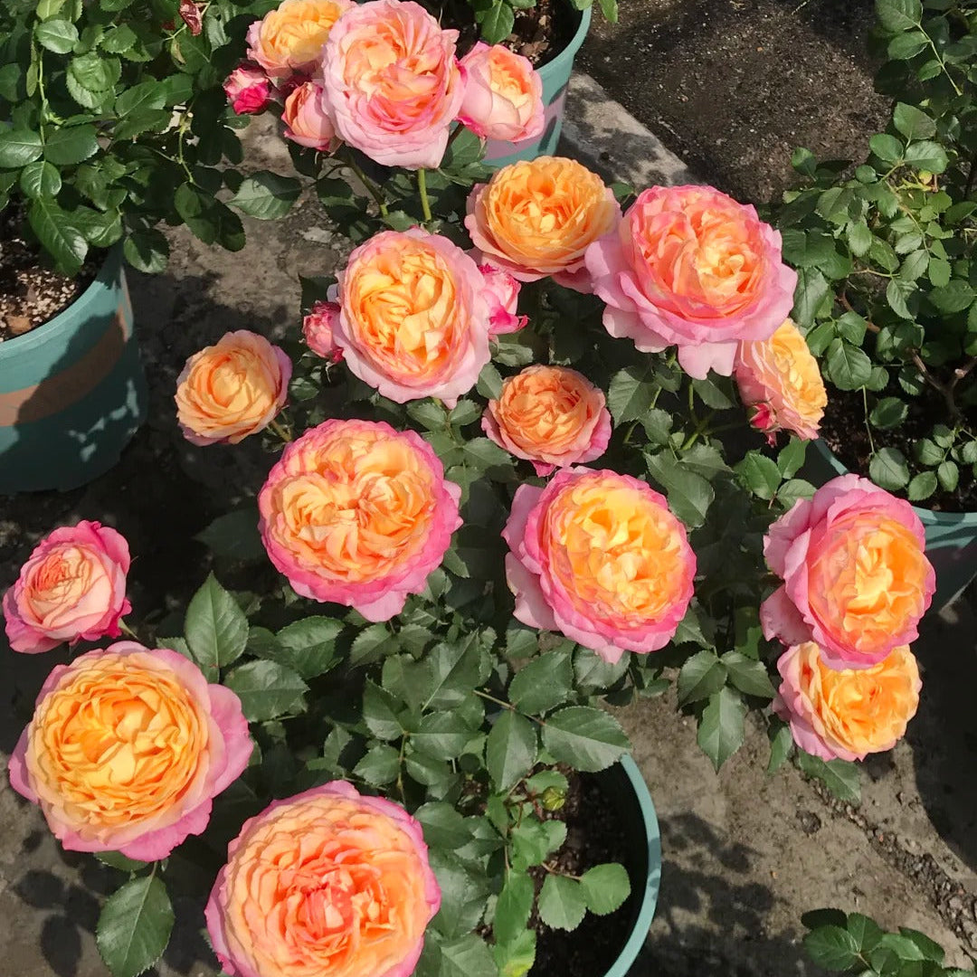 'Fire X-pression' Tree Rose 22 in