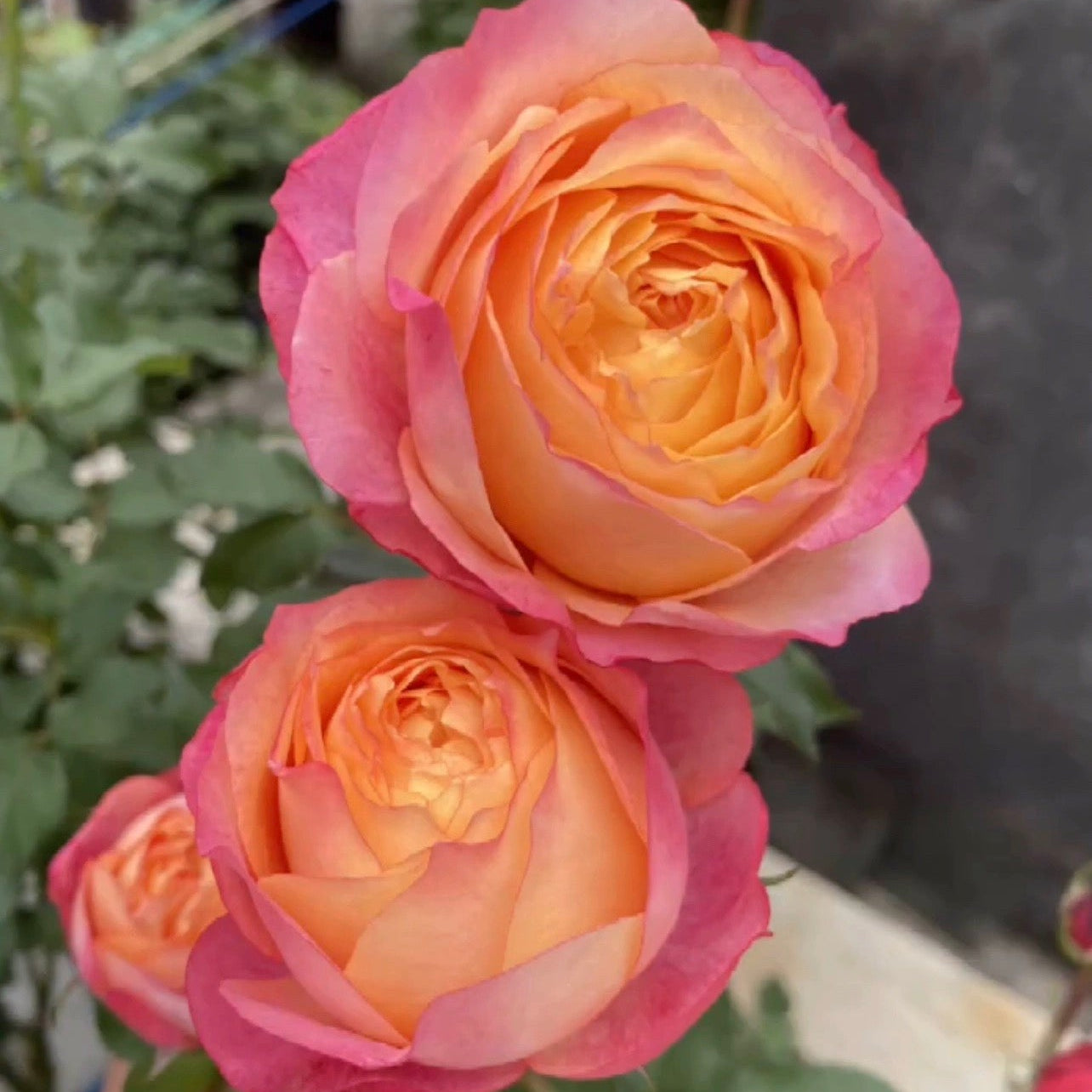 'Fire X-pression' Tree Rose 22 in