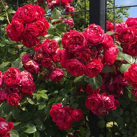 Florentina™ Arborose® Climbing Rose Brush Live Plant, 5 gallon