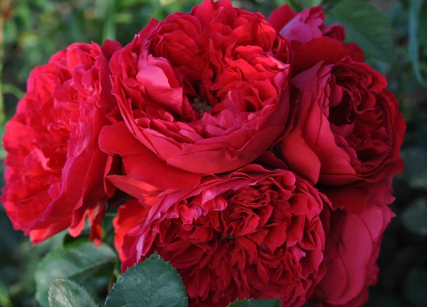 Florentina™ Arborose® Climbing Rose Brush Live Plant, 5 gallon