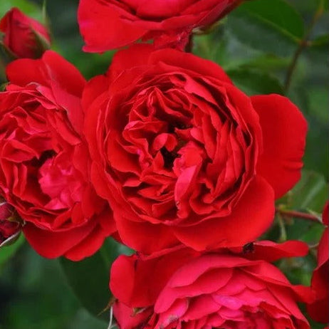 Florentina™ Arborose® Climbing Rose Brush Live Plant, 5 gallon