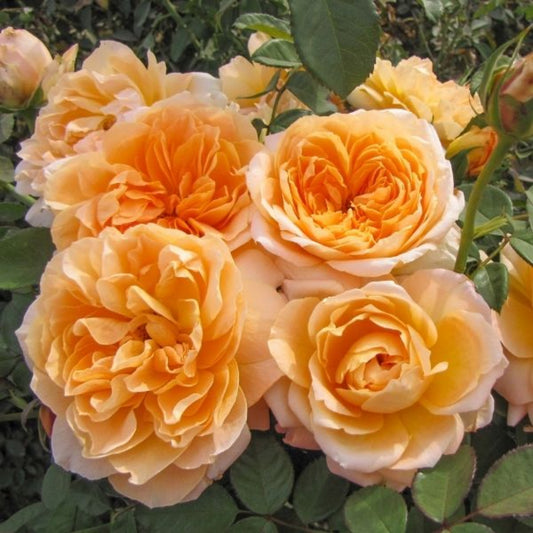 Forever Amber® Shrub Rose Brush Live Plant, 5 gallon