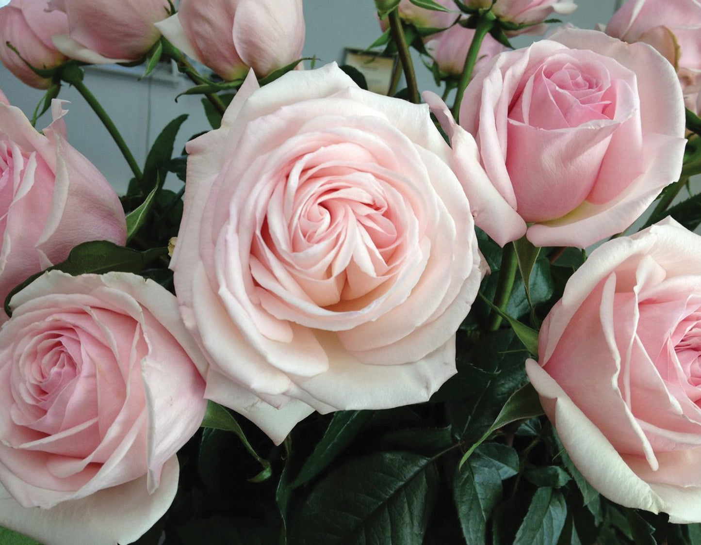 Francis Meilland® Shrub Rose Brush Live Plant, 5 gallon