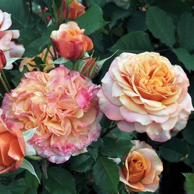 Fun In The Sun™ Shrub Rose Brush Live Plant, 5 gallon