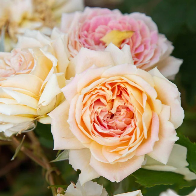Fun In The Sun™ Shrub Rose Brush Live Plant, 5 gallon