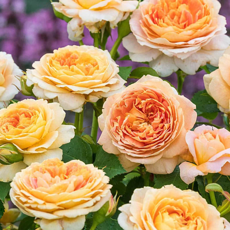 Fun In The Sun™ Shrub Rose Brush Live Plant, 5 gallon