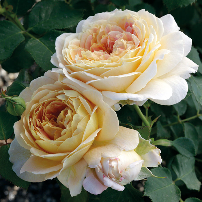 Fun In The Sun™ Shrub Rose Brush Live Plant, 5 gallon