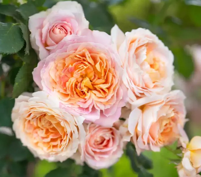Fun In The Sun™ Shrub Rose Brush Live Plant, 5 gallon