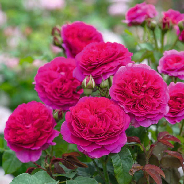Gabriel Oak® (Auscrowd) David Austin® Shrub Rose Brush Live Plant, 5 gallon
