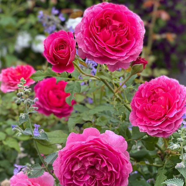 Gabriel Oak® (Auscrowd) David Austin® Shrub Rose Brush Live Plant, 5 gallon