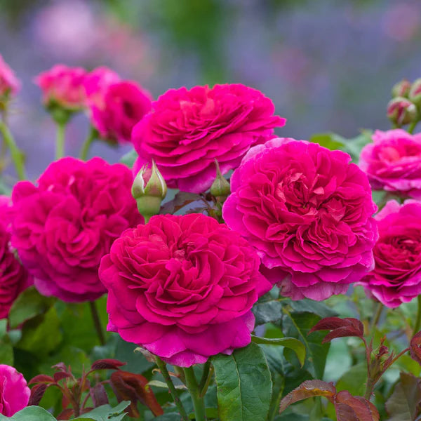 Gabriel Oak® (Auscrowd) David Austin® Shrub Rose Brush Live Plant, 5 gallon