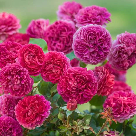 Gabriel Oak® (Auscrowd) David Austin® Shrub Rose Brush Live Plant, 5 gallon