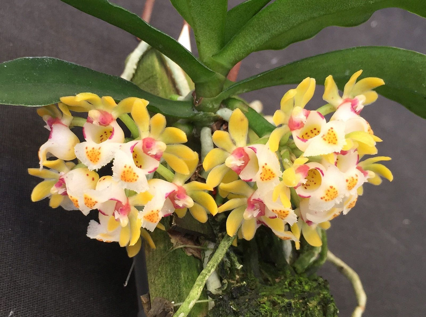 Gastrochilus japonicus --Fragrant, Miniature Orchid