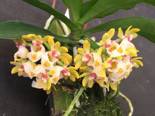 Gastrochilus japonicus --Fragrant, Miniature Orchid