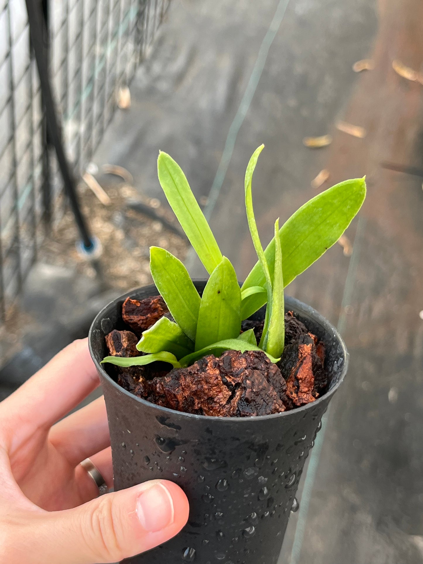 Gastrochilus japonicus --Fragrant, Miniature Orchid