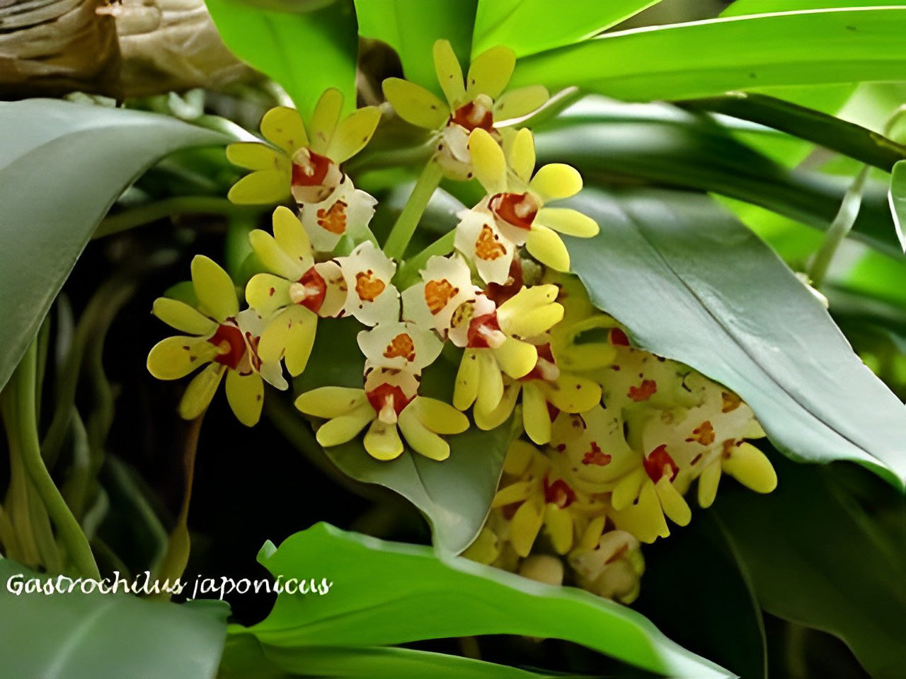 Gastrochilus japonicus --Fragrant, Miniature Orchid