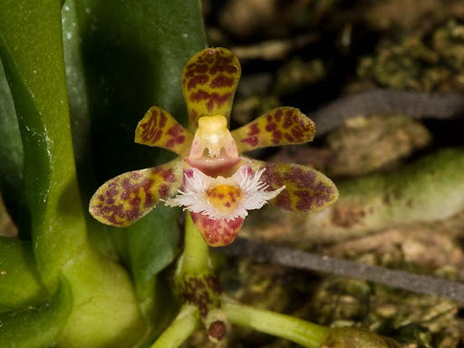 Gastrochilus sororius --Fragrant, Miniature Orchid