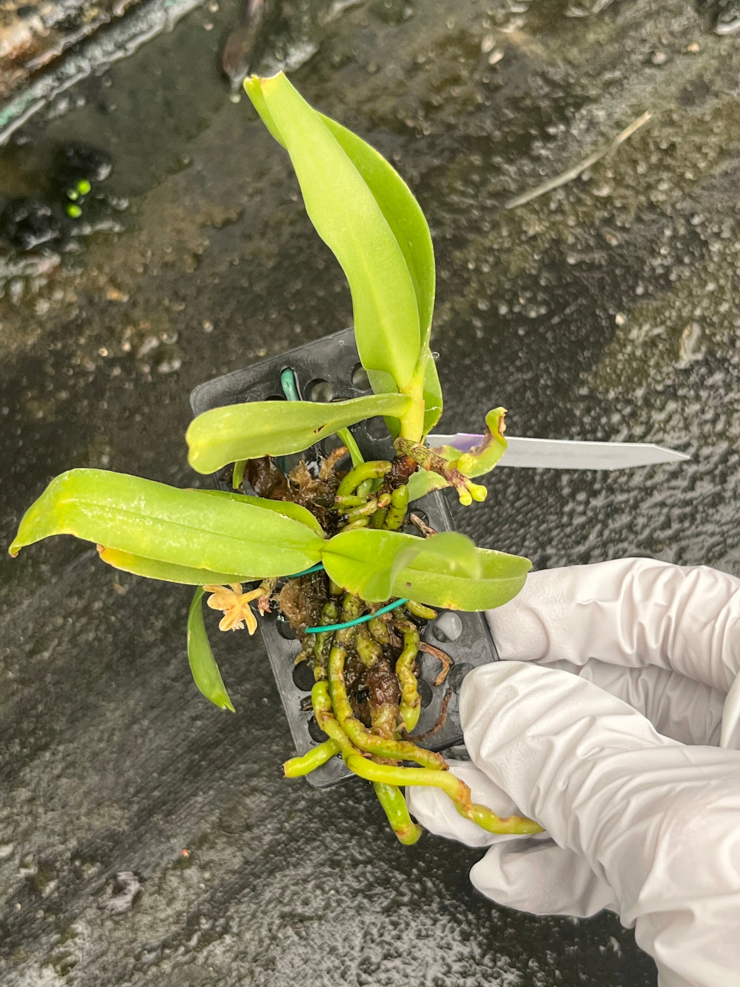 Gastrochilus sororius --Fragrant, Miniature Orchid