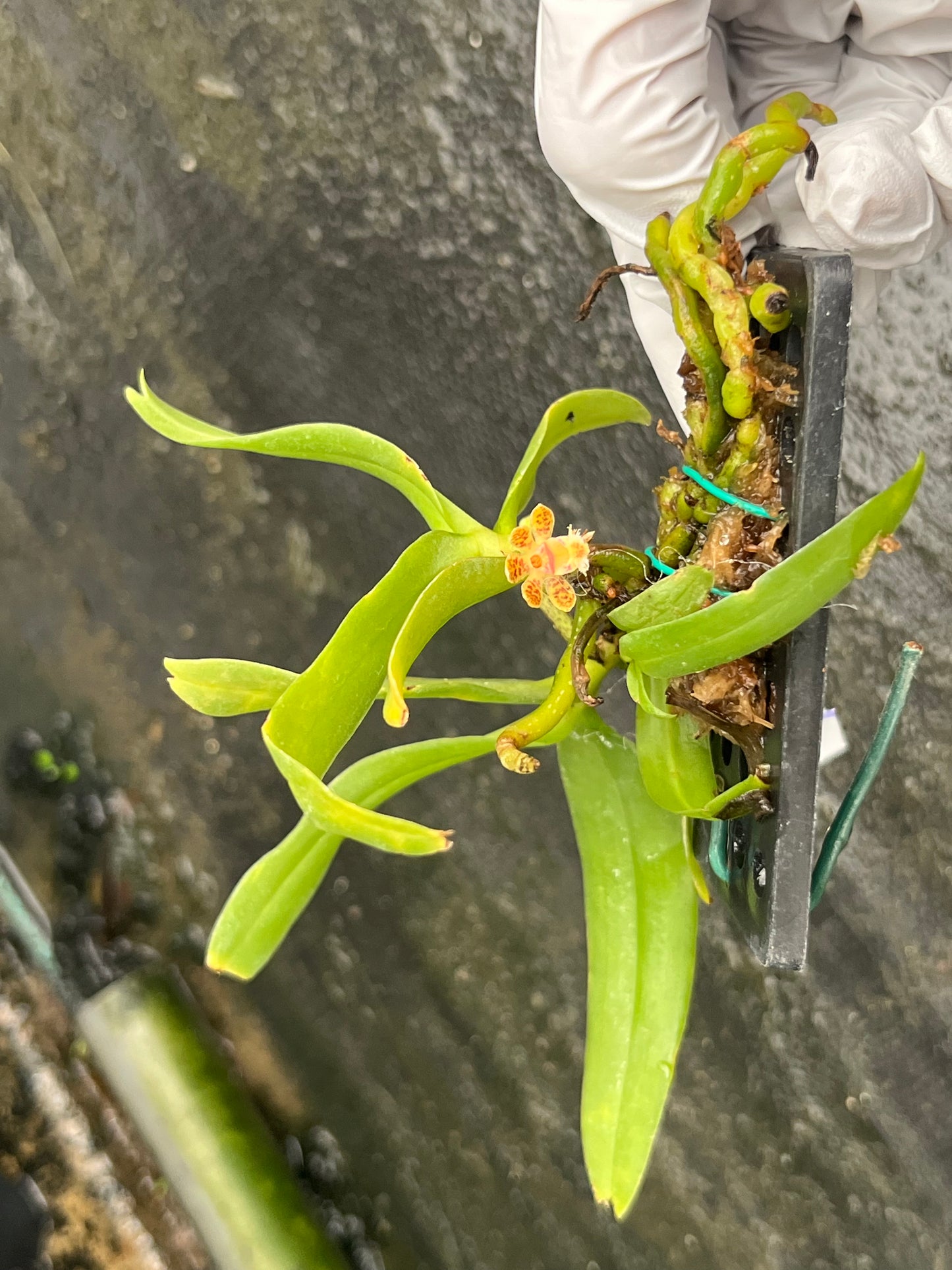 Gastrochilus sororius --Fragrant, Miniature Orchid