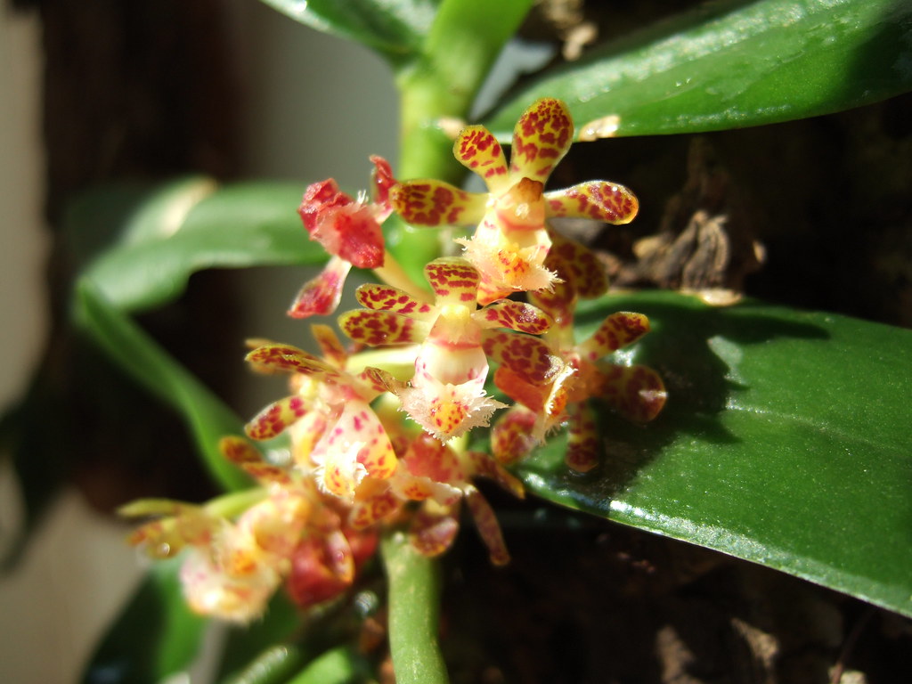 Gastrochilus sororius --Fragrant, Miniature Orchid