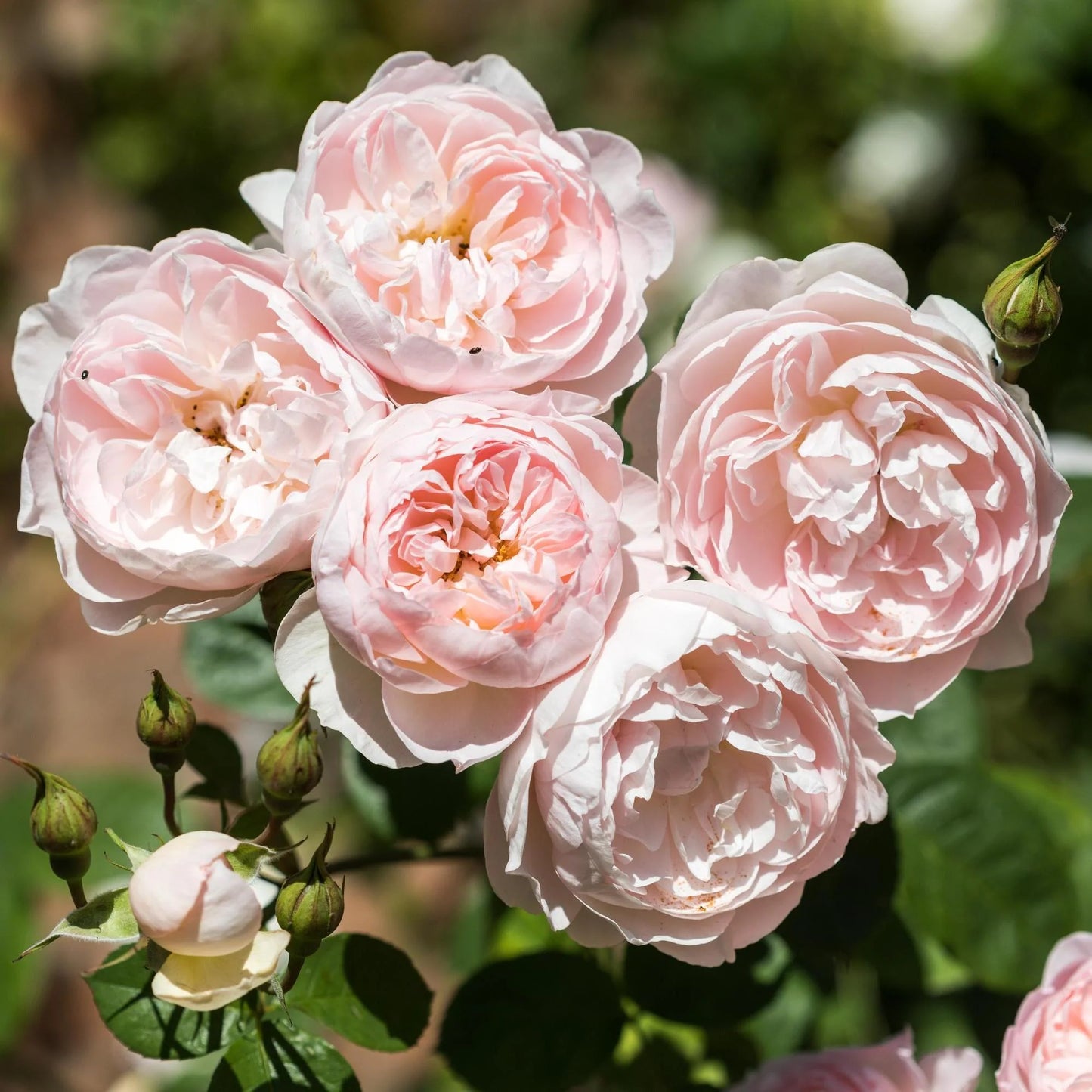 Gentle Hermione® (Ausrumba) David Austin® Shrub Rose Brush Live Plant, 5 gallon