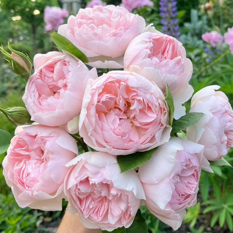 Gentle Hermione® (Ausrumba) David Austin® Shrub Rose Brush Live Plant, 5 gallon