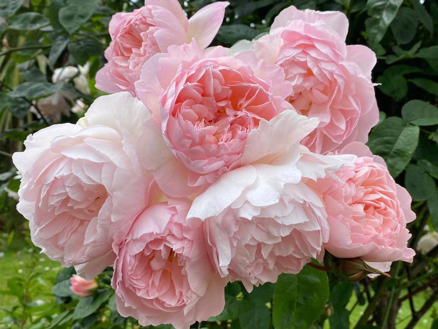 Gentle Hermione® (Ausrumba) David Austin® Shrub Rose Brush Live Plant, 5 gallon