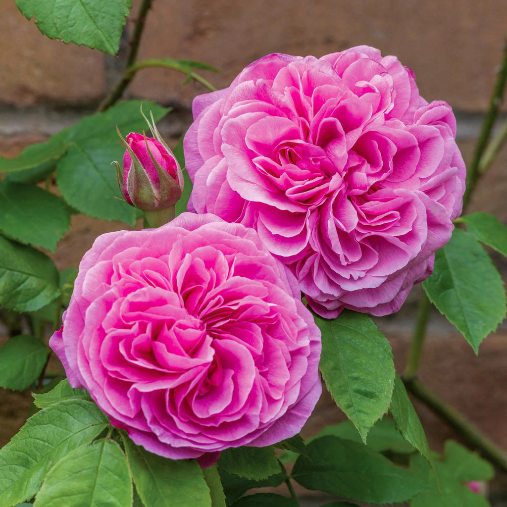 Gertrude Jekyll®  (AUSbord) David Austin® Shrub Rose Brush Live Plant, 5 gallon